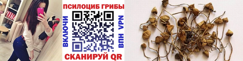 Купить закладки  Староминская  Псилоцибиновые грибы Psilocybe 